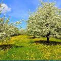 Printemps